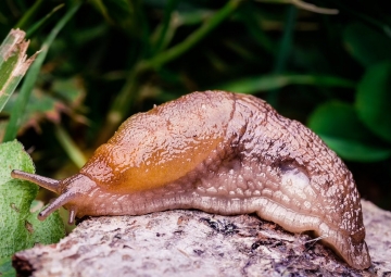 Slugs and Snails are no longer garden pests - not in my books!